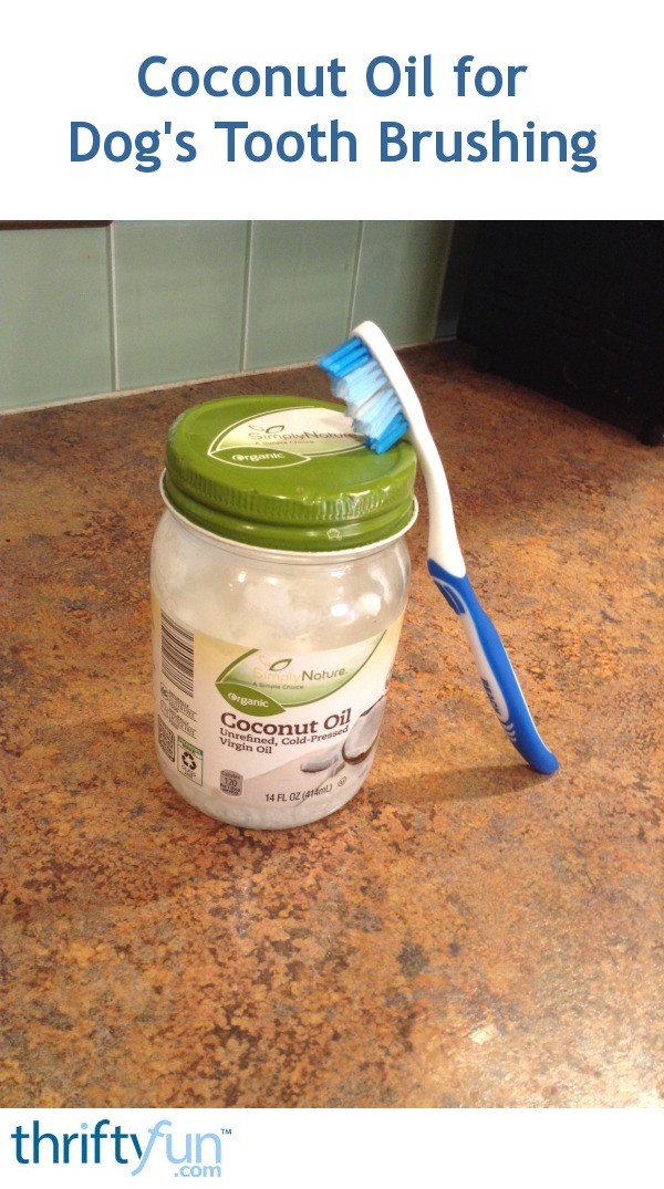 coconut-oil-for-dog-s-toothbrushing-thriftyfun