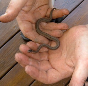 DeKay's Snake - small brown snake in a man's hands