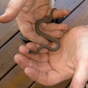 DeKay's Snake - small brown snake in a man's hands