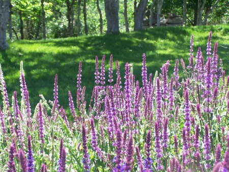 Purple Beauties - tall stalks of purple flowers