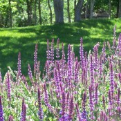 Purple Beauties - tall stalks of purple flowers