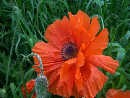 Poppin' with Color (Poppy) - closeup of a beautiful red poppy