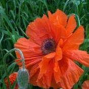 Poppin' with Color (Poppy) - closeup of a beautiful red poppy