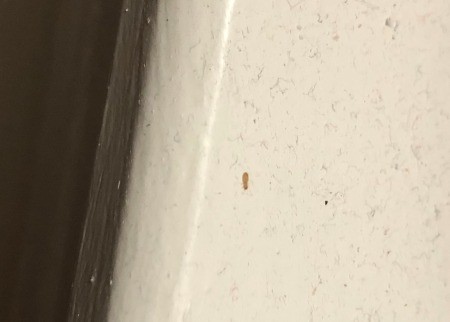 What Kind of Bug Is This?