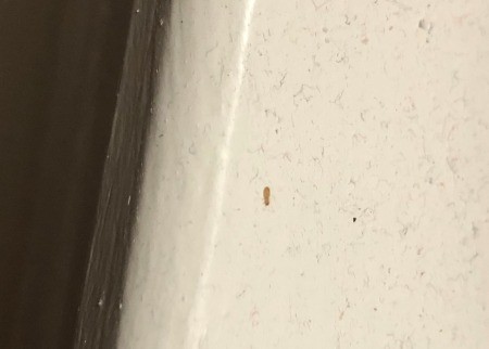 Identifying Small Brown Bugs? | ThriftyFun