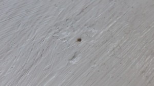 Is This a Bed Bug? - light brown bug on painted wood surface