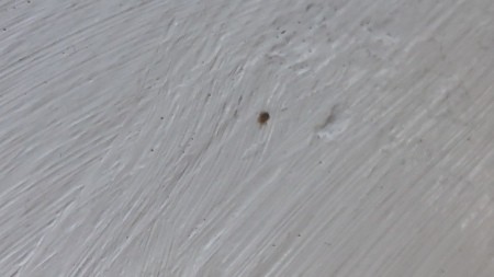 Is This a Bed Bug?
