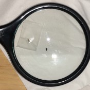 A bug under a magnifying glass.