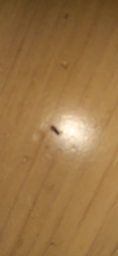A dark bug on a wooden surface.