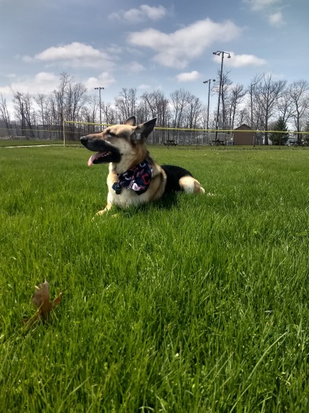 Carmine (German Shepherd) - lying in the grass