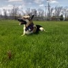 Carmine (German Shepherd) - lying in the grass