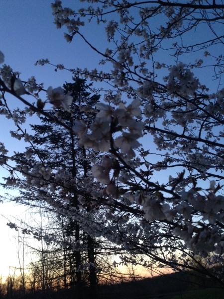 A tree in flower at sunset.
