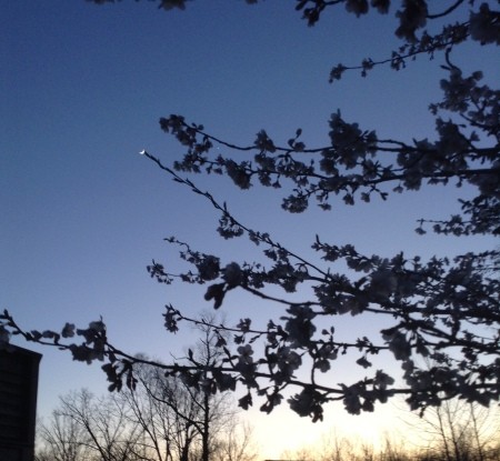 A tree in flower at sunset.