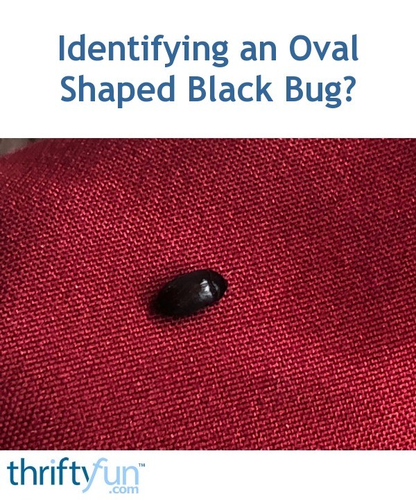 Identifying an Oval Shaped Black Bug? ThriftyFun