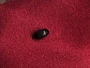 An oval black bug on a red background.