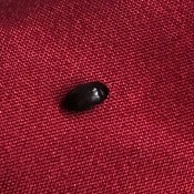 An oval black bug on a red background.