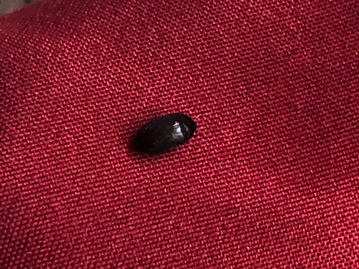 Identifying an Oval Shaped Black Bug? | ThriftyFun