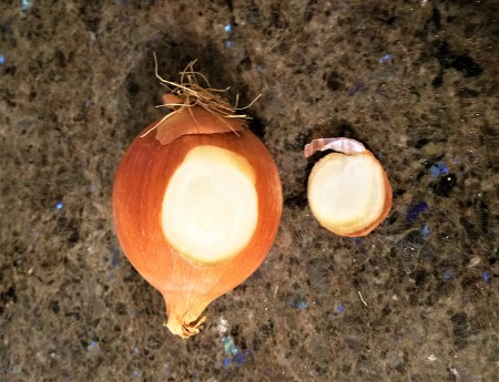 An onion with a slice out of the side.