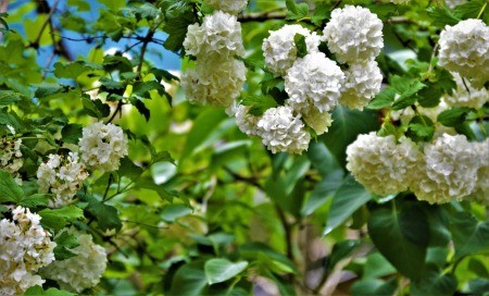 Snowball Bush - white flower clusters on a snowball bush