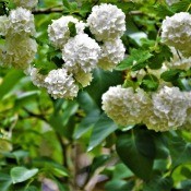 Snowball Bush - white flower clusters on a snowball bush