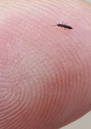 Small and long black bug on a finger.