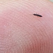 Small and long black bug on a finger.