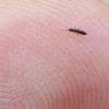 Small and long black bug on a finger.