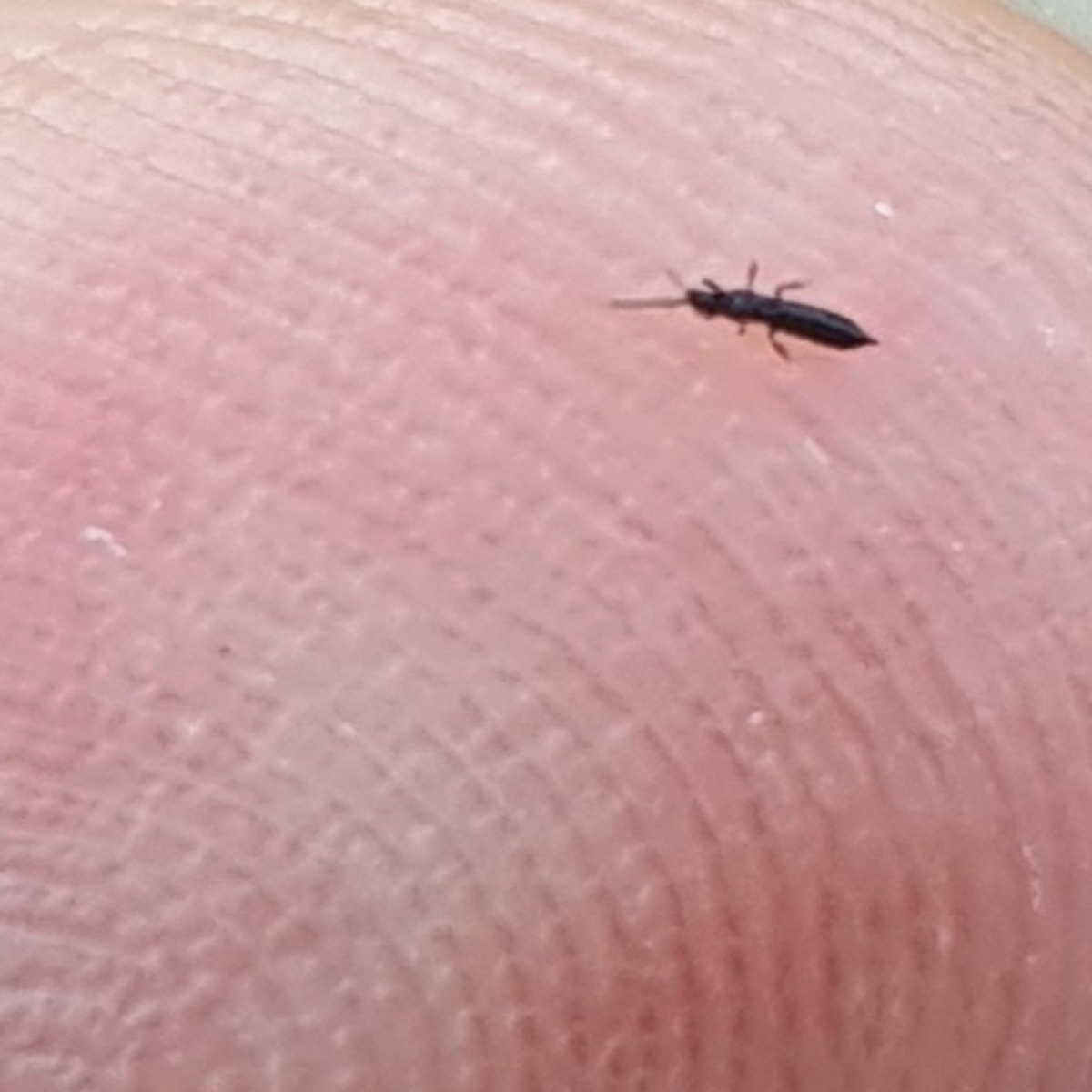 identifying-tiny-flying-black-insects-thriftyfun-vrogue