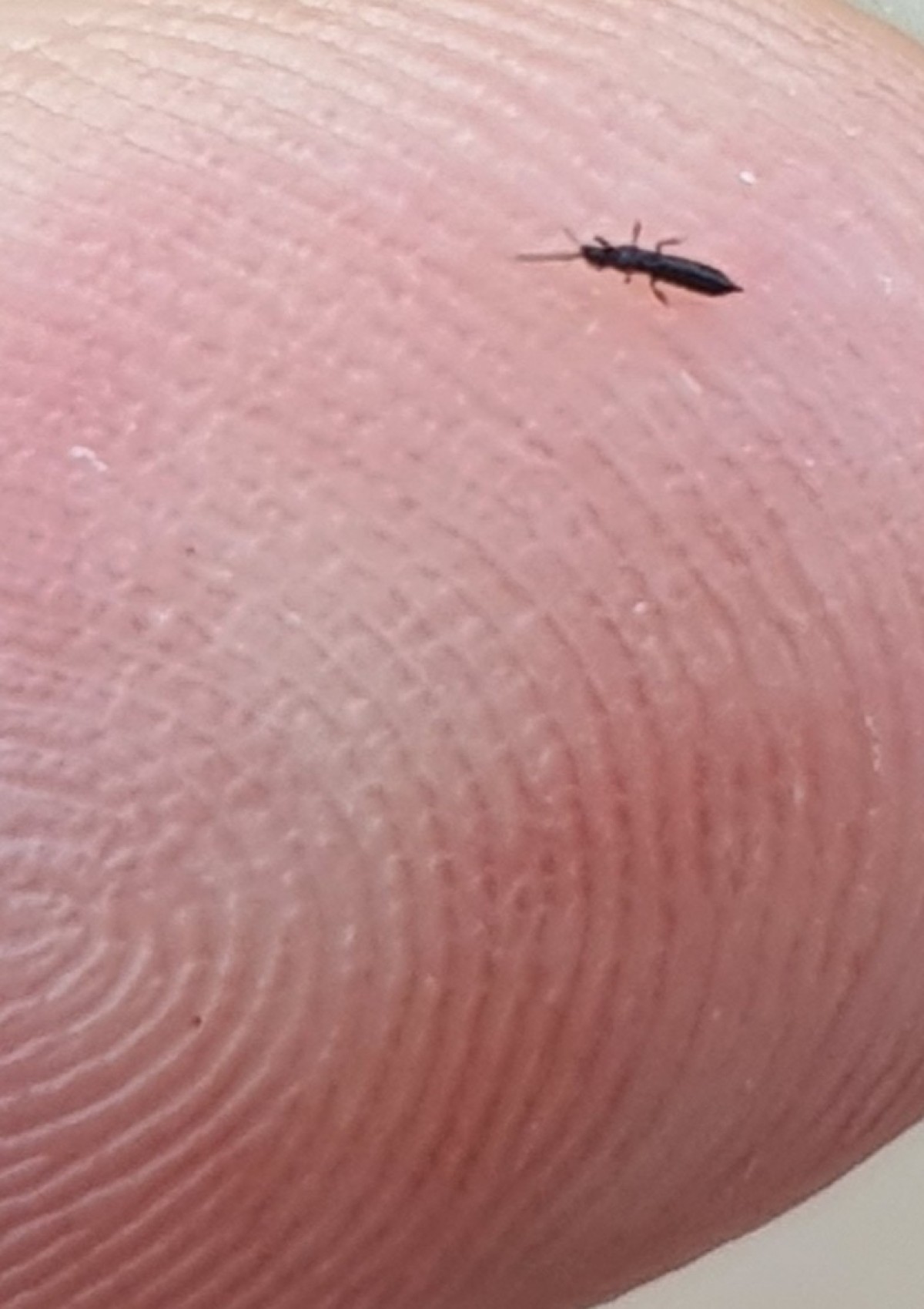 Identifying Small Black Bugs X6 