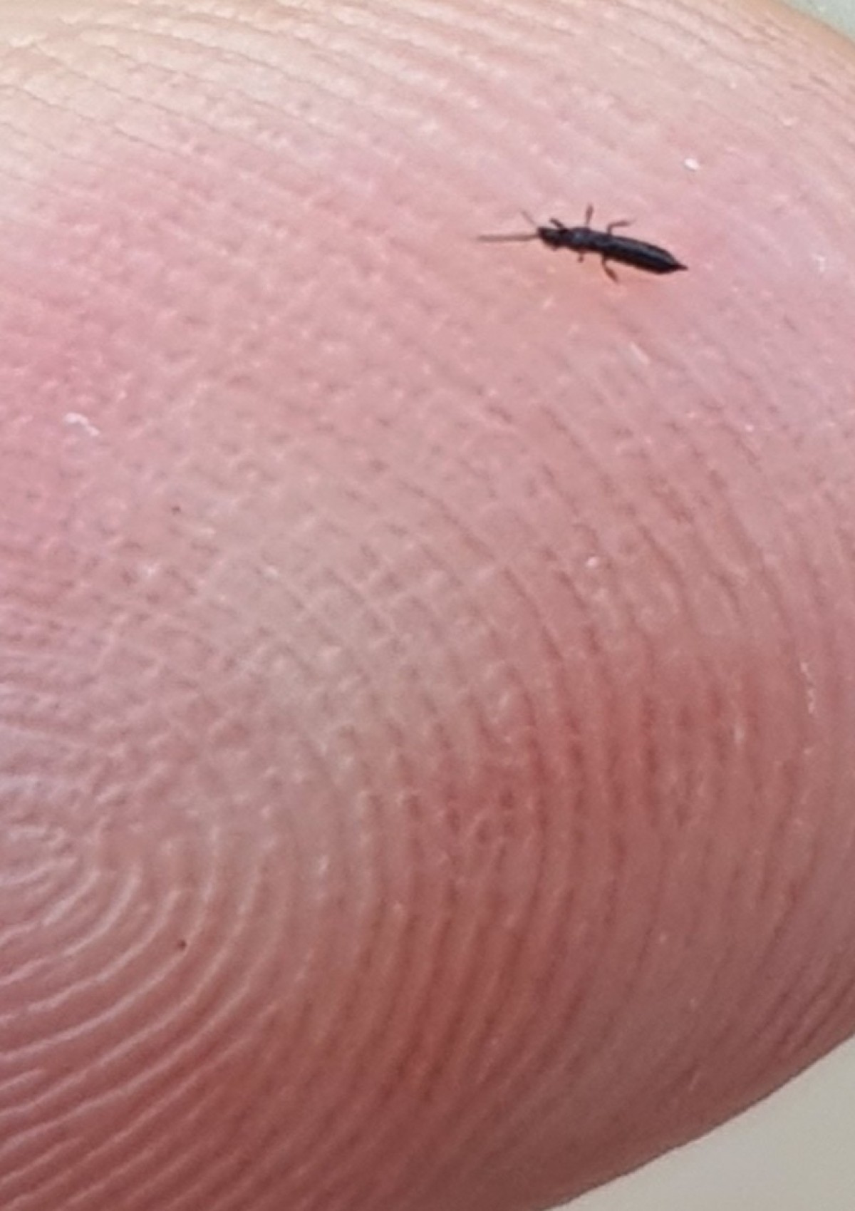 What Are Tiny Black Bugs That Look Like Ants