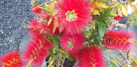 Callistemon (Bottlebrush) - closeup of the beautiful red fuzzy flowers