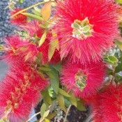 Callistemon (Bottlebrush) - closeup of the beautiful red fuzzy flowers