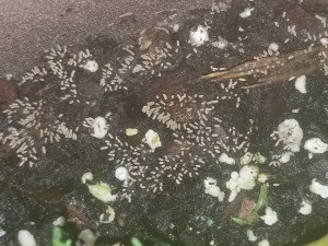 White larvae in a potted plant.