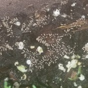 White larvae in a potted plant.