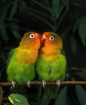 Two lovebirds sitting on a branch together.