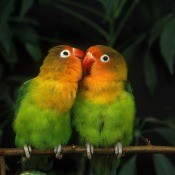 Two lovebirds sitting on a branch together.