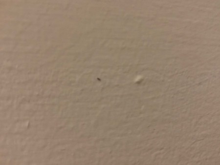 A small bug on a white background.