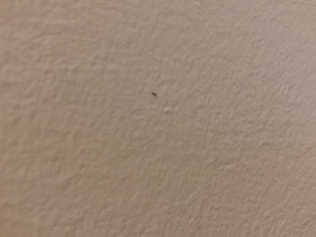 A small bug on a white background.