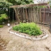 Crafty Pea Trellis - finished trellis