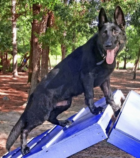 A German Shepard outside.