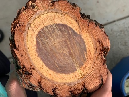 Closeup of a cross-section of a pine log