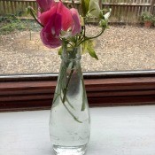 A recycled vinegar bottle used as a vase with sweet peas
