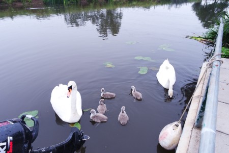 Swans with Their New Signets - pair of swans and their babies