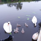 Swans with Their New Signets - pair of swans and their babies