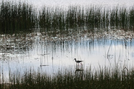 A bird walking in a marsh with tall grass.