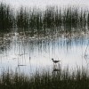 A bird walking in a marsh with tall grass.