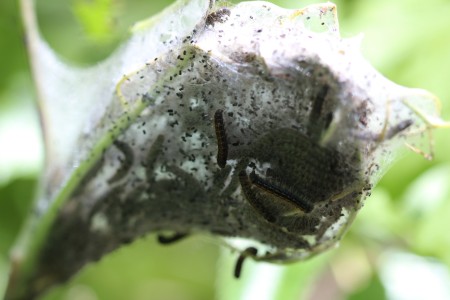 Caterpillar larva growing on a bush.