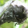 Caterpillar larva growing on a bush.
