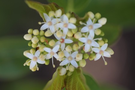 Pretty little white flowers growing outside.