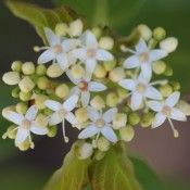 Pretty little white flowers growing outside.